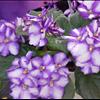 African Violet