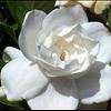 Gardenia