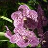 Orchid