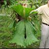 Staghorn